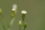 Canadian horseweed